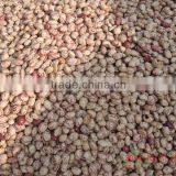 china best dry light speckled beans for sale