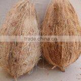 Fresh 2016 Indian Coconuts thumbnail-1