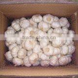 No Root/Clean Skin Wholesale Chinese Garlic thumbnail-2
