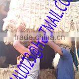 JUTE COIR FIBER / FIBRE, RAW MATERIAL OF JUTE MATTRESS FROM EXPORT TRADE ASSOCIATE WITH CHEAP FIBERS FOR PRODUCTION OF NONWOVEN thumbnail-6
