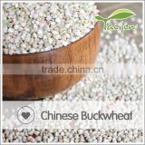 Green raw buckwheat