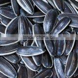 2016 Raw Dried 5009 Sunflower Seed Ton Price thumbnail-2