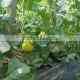 Top Class Liquid Organic Root Fertilizer Seaweed Fertilizer thumbnail-4