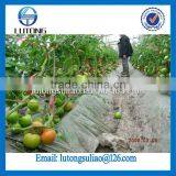 Green House Twine thumbnail-1