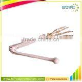 Vivid Human Body Anatomy Plastic Hand Bone Model thumbnail-1