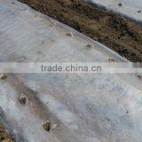 Agriculture Mulch Films ,perforated Clear Mulch Film (with 2 or 4 Holes) thumbnail-1