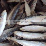 BQF WHOLE ROUND FROZEN HORSE MACKEREL FISH thumbnail-4