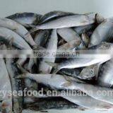 Frozen Sardine Fish thumbnail-1