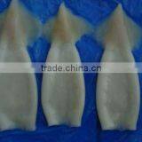 Frozen Squid Tube thumbnail-1