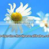 Website Design and Webpage Development