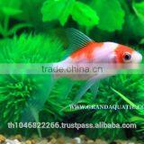 Comet Fish Farm For Sale and Export thumbnail-3