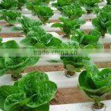 Terminalia Arjuna Bark thumbnail-4