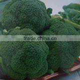 Planting Hybrid Broccoli Seeds /Cauliflower Seeds