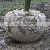 Tree Wire Mesh Basket or Rootball