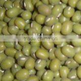 GREEN MUNG BEAN