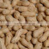 Peanut Kernel Wholesales Price thumbnail-5