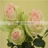 wholesale natural rose flower from Kunming flower base