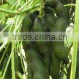 Ntural Velvet Bean/99% L-dopa for Cure Premature Ejaculation