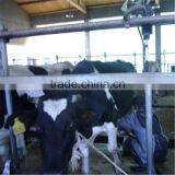 Small Scale Farm Pipeline Milking Equipment
