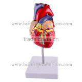 Plastic Heart Model thumbnail-2