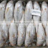 Silver Croaker thumbnail-2