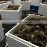 Live Conch thumbnail-4