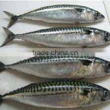 Frozen Fish Spanish Mackerel thumbnail-1