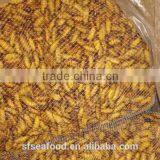 Spiny Lobster Frozen Silkworm Chrysalis thumbnail-2