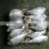 Frozen Fish Horse Mackerel Horse Mackerel Fish Japanese Scad for Sale thumbnail-1