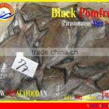 FROZEN BLACK POMFRET W/R thumbnail-1
