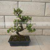 S Shape Small Indoor Bonsai Carmona Bonsai Tree (Fukien Tea) thumbnail-6