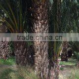 Phoenix Dactylifera "Date palm tree"