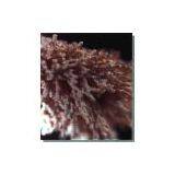 Enzyme Preparation-Refined High Conversion Glucoamylase thumbnail-1