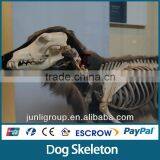 JLDF-G-0021 Customized Size Dog Skeleton For Sale