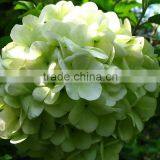 Fashionable Promotional Pretty Hydrangea Flowers thumbnail-2