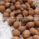 Fresh Coconut in India thumbnail-1