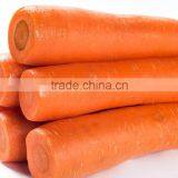 New Fresh Red Carrots Carrots From China Fresh Carrot thumbnail-2