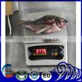 Freezer Gutted and Scaled Tilapia 300/500g thumbnail-1