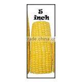 5inch Frozen Sweet Corn Cob