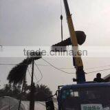 Large Date Palm Tree thumbnail-2