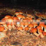 Frozen Nameko thumbnail-1