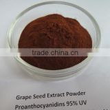 95% proanthocyanidine powder of grape seed extract