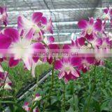 Dendrobium Hybrids Blooming Orchids