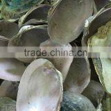 Raw American Pink Shell