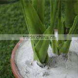 Brand Name Artificial Bonsai Plants Artificial Zebra Evergreen Bonsai Decor thumbnail-3