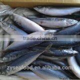 Frozen Saba Mackerel Fish thumbnail-2