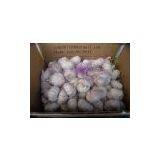 Normal White Garlic thumbnail-3