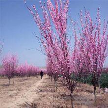 Цена сорта сливо-вишни Prunus × blireana 'meiren' и прайс-лист на саженцы сливо-вишни Prunus × blireana 'meiren'. Дешевые и с высокой выживаемостью. thumbnail-4
