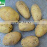 Sell 2013 Fresh Holland Potato China thumbnail-1
