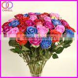 Wholesale Artificial Turquoise Rose thumbnail-2